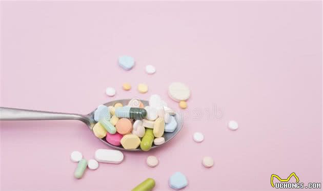 养宠经验分享：狗狗吃啥吐啥怎么办