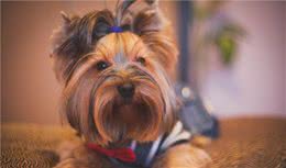 养宠经验分享：狗狗吃啥吐啥怎么办