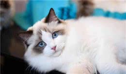 养了布偶猫后，我才发现我被“坑惨”了