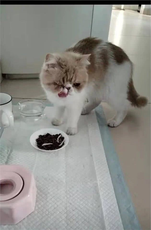吃猫食八十八，吃狗食九十九