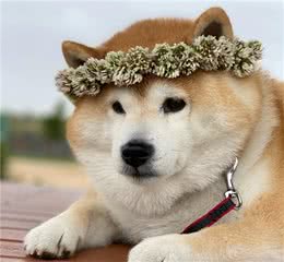 第一次养狗，柯基和柴犬哪个好养？
