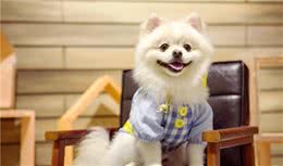 为什么不建议你养博美犬，这四个缺点，你能接受吗