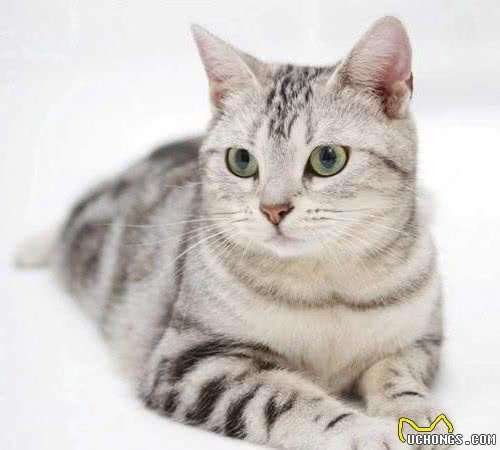 适合新手饲养的猫咪品种，颜值高，性格好，一见你就忘不了