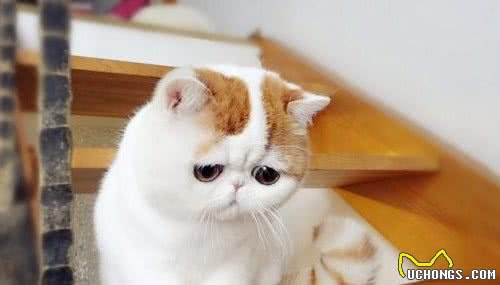 适合新手饲养的猫咪品种，颜值高，性格好，一见你就忘不了