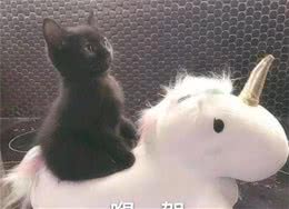 适合新手饲养的猫咪品种，颜值高，性格好，一见你就忘不了