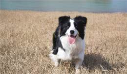 最聪明的狗狗—边境牧羊犬