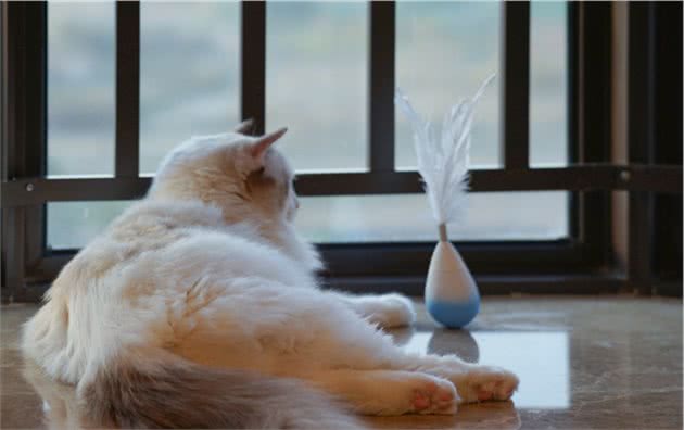 行走的人民币：一只纯种的布偶猫为什么能过万呢？