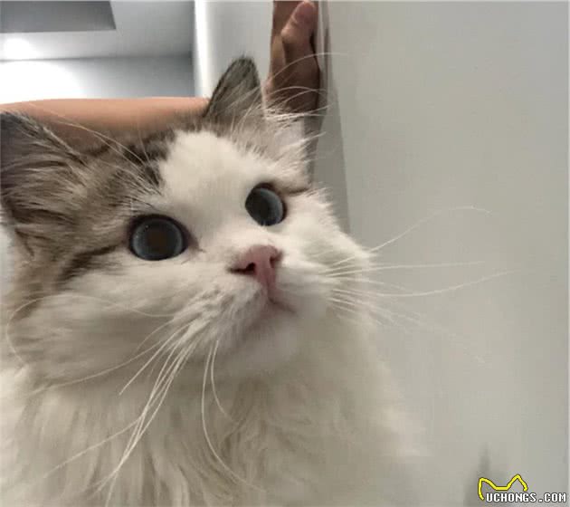 行走的人民币：一只纯种的布偶猫为什么能过万呢？