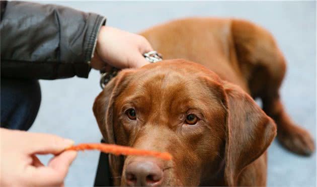 猛犬大对决，国产狼犬三杰，昆明狼青莱州红犬和德国牧羊犬
