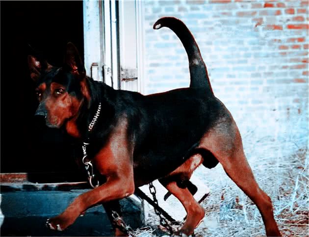 猛犬大对决，国产狼犬三杰，昆明狼青莱州红犬和德国牧羊犬