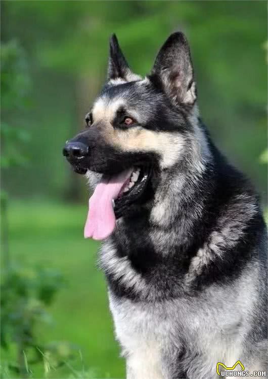 猛犬大对决，国产狼犬三杰，昆明狼青莱州红犬和德国牧羊犬