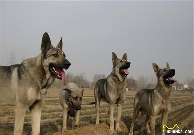 猛犬大对决，国产狼犬三杰，昆明狼青莱州红犬和德国牧羊犬