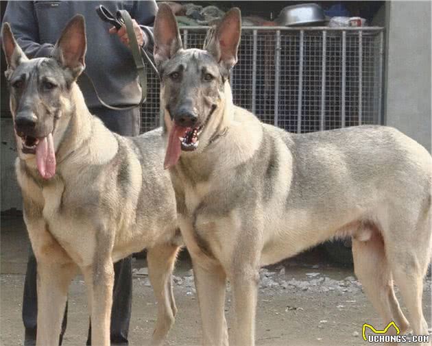 猛犬大对决，国产狼犬三杰，昆明狼青莱州红犬和德国牧羊犬