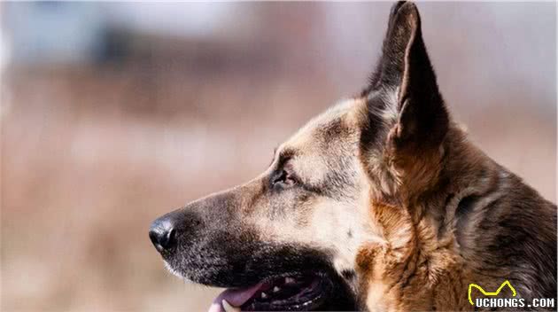 猛犬大对决，国产狼犬三杰，昆明狼青莱州红犬和德国牧羊犬