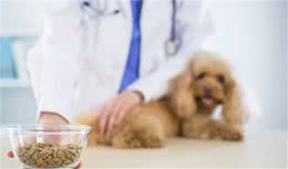 要是贵宾犬挑食、不吃狗粮，这6种办法，主人可以试一下