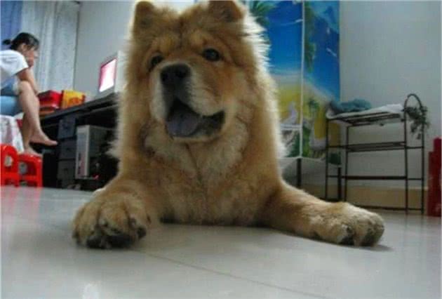 松狮犬夏季吹空调仍出现中暑情况，室内温差过大也易致冷中暑
