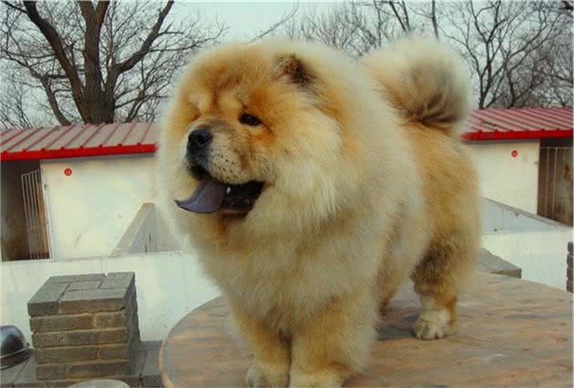 松狮犬夏季吹空调仍出现中暑情况，室内温差过大也易致冷中暑