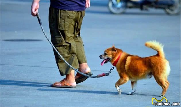 松狮犬夏季吹空调仍出现中暑情况，室内温差过大也易致冷中暑