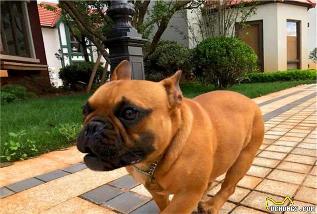 松狮犬夏季吹空调仍出现中暑情况，室内温差过大也易致冷中暑