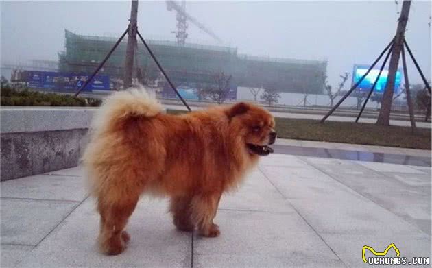 松狮犬夏季吹空调仍出现中暑情况，室内温差过大也易致冷中暑