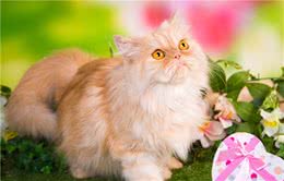 说波斯猫难养的，却不知道有这5个好处，养了没后悔过！