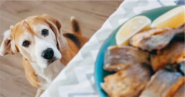 狗狗食谱：吃什么肉合适呢？