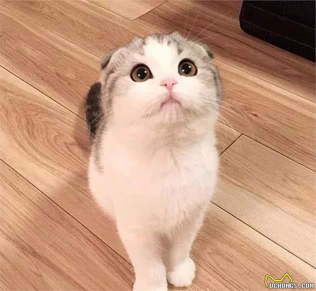 为什么不养折耳猫？因为我不想害它
