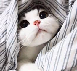 为什么不养折耳猫？因为我不想害它