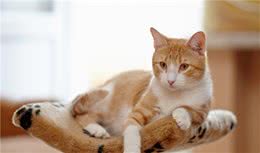 这几种“国产牌”猫咪，好看又好养，一点都不比洋猫差