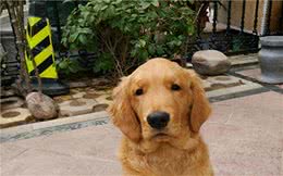 养宠心得：狗狗口臭牙齿牙龈腐烂怎么办？护理措施参考