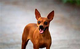 小鹿犬｜养它之前，你接受它这些“缺点”了吗