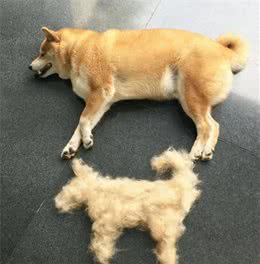 狗狗换毛周期
