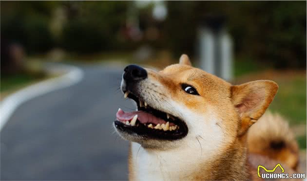 “戏精”柴犬的活动量如何？宠主：能遛垮你！
