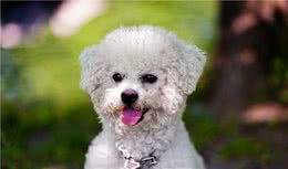 养宠经验分享：狗狗不愿意吃食怎么办，求解决办法