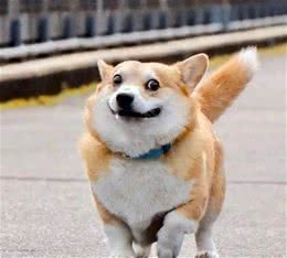 狗狗立耳吃什么钙片