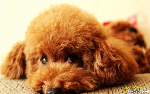 养泰迪犬，这六个坏习惯，越早抛掉越好