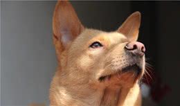 土狗怎么养？其实中华田园犬比不少知名犬好养多了