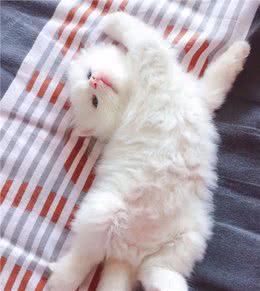 “逗比铲屎官，快把大爷放下来”猫咪被当帽子戴，面无表情