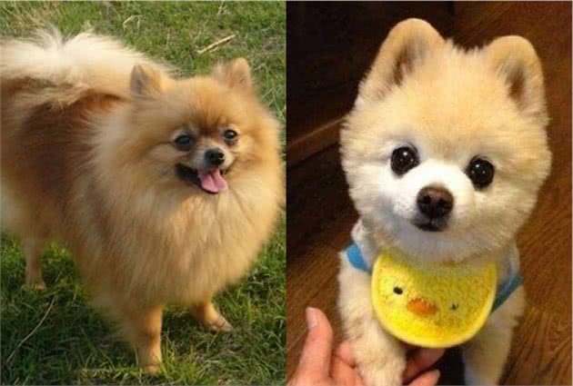 “俊介”博美犬怎么样？