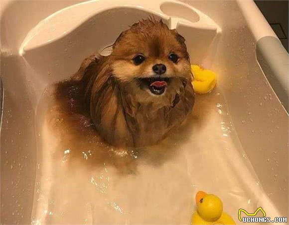 “俊介”博美犬怎么样？