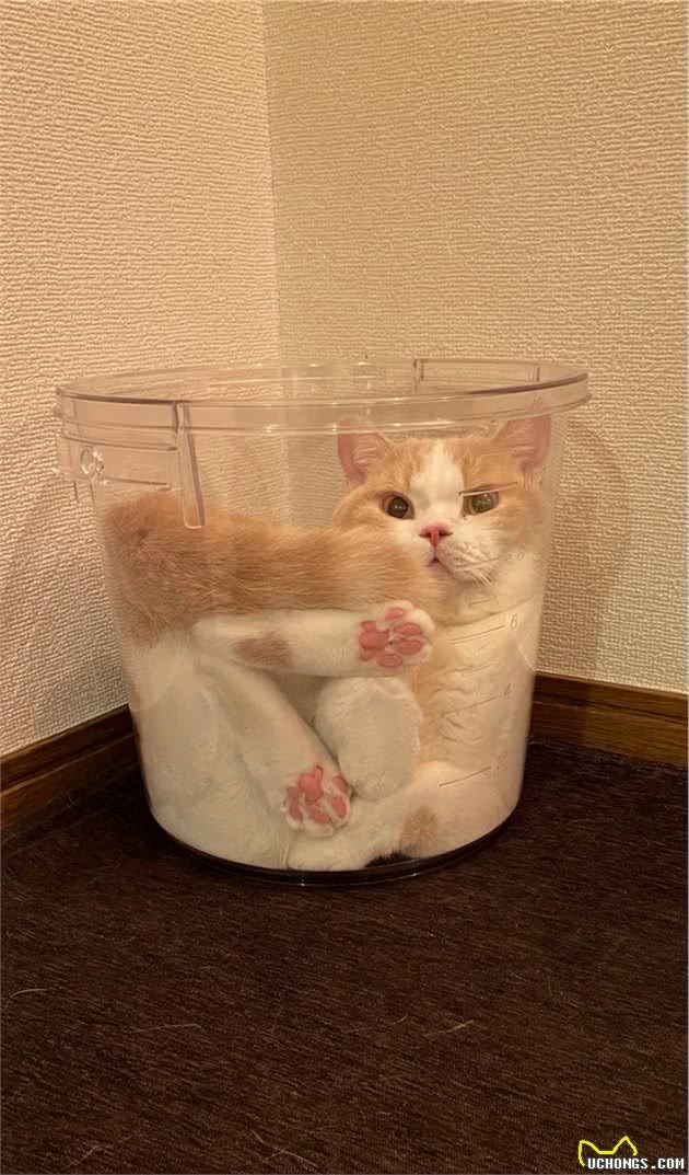 猫咪在屋顶放松呈波浪状，网友：不愧是液体猫，融化啦