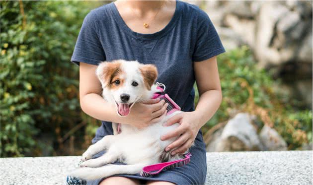 六种智商较高的小型犬，谁说只有大狗才聪明，小型犬可不会认输
