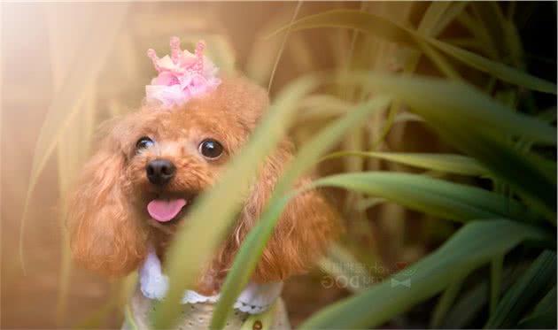 六种智商较高的小型犬，谁说只有大狗才聪明，小型犬可不会认输