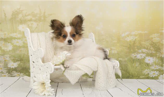六种智商较高的小型犬，谁说只有大狗才聪明，小型犬可不会认输