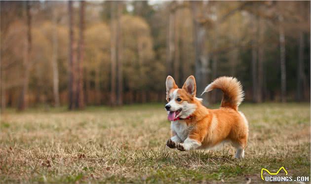 六种智商较高的小型犬，谁说只有大狗才聪明，小型犬可不会认输