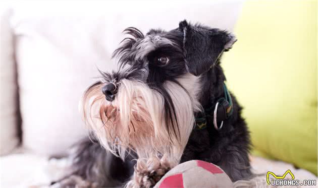 六种智商较高的小型犬，谁说只有大狗才聪明，小型犬可不会认输