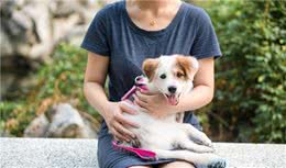 六种智商较高的小型犬，谁说只有大狗才聪明，小型犬可不会认输