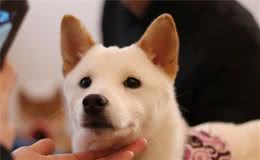 揭秘：狗狗每天到底都在想什么？让小编告诉你