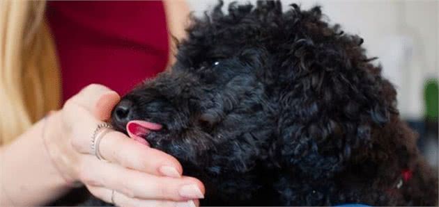 泰迪犬这样是在告诉你，你是它最重要的人