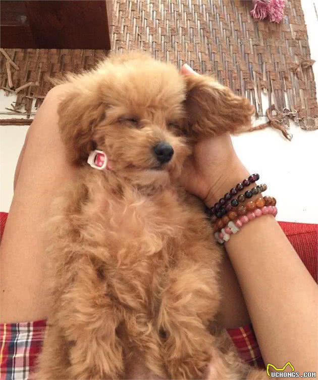 泰迪犬这样是在告诉你，你是它最重要的人